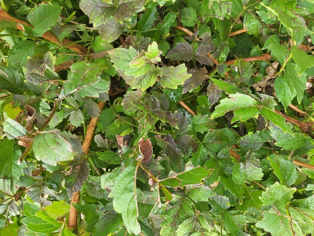 Affordable yard cleanup service for year-round maintenance in Huachuca City, AZ by Grasshopper Landscaping & Maintenance