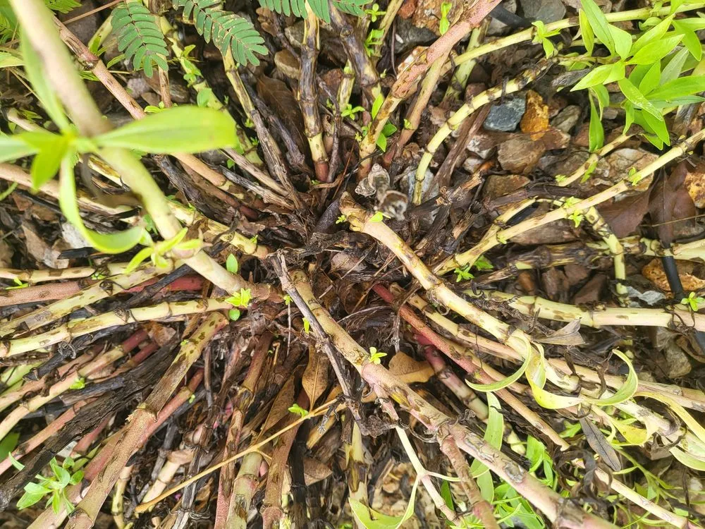 Expert yard cleanup service in Huachuca City, AZ by Grasshopper Landscaping & Maintenance