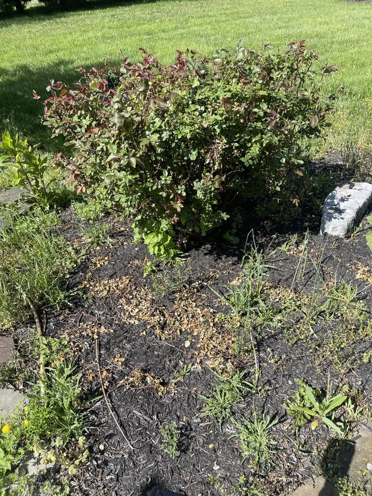 Reliable landscape design near you across Chambersburg, PA - Grasshopper, Landscaping and Lawn Care