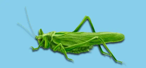 Expert residential landscaping in Newport, RI - Grasshopper Lawn & Landscape Service, LLC