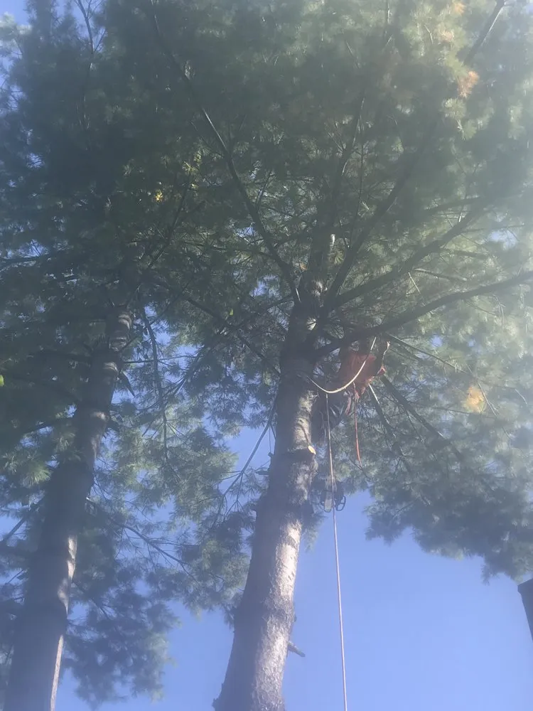 Trusted landscape installation in Rixeyville, VA by Grasshopper Lawn and Landscape