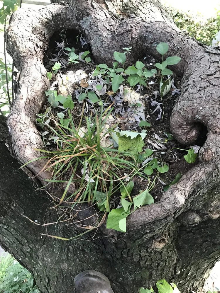 Trusted yard cleanup service in Rixeyville, VA - Grasshopper Lawn and Landscape