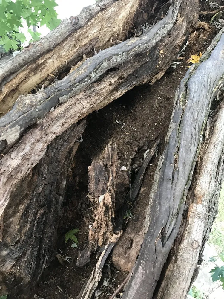 Expert yard cleanup service near you across Rixeyville, VA - Grasshopper Lawn and Landscape