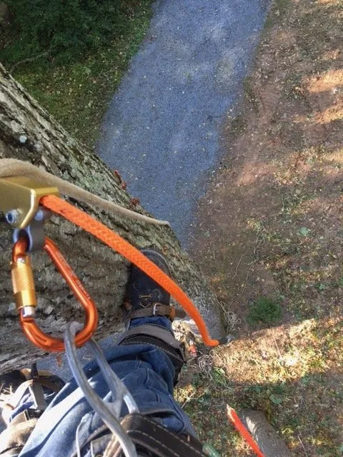 Trusted landscaping services in Rixeyville, VA - Grasshopper Lawn and Landscape