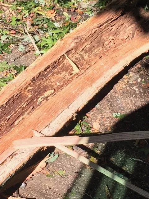 Trusted yard cleanup service in Rixeyville, VA - Grasshopper Lawn and Landscape