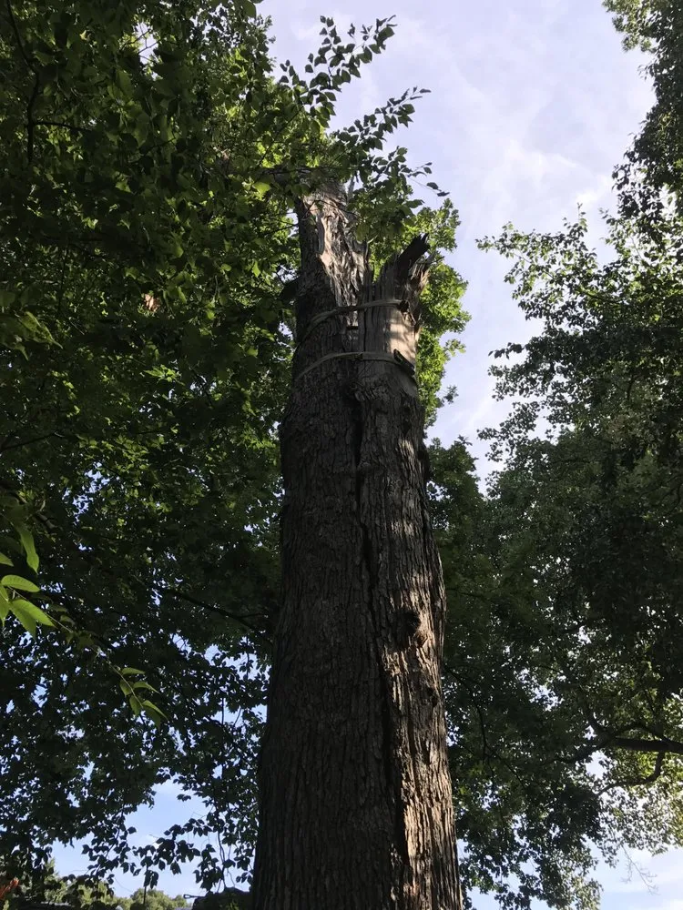 Trusted yard maintenance in Rixeyville, VA by Grasshopper Lawn and Landscape