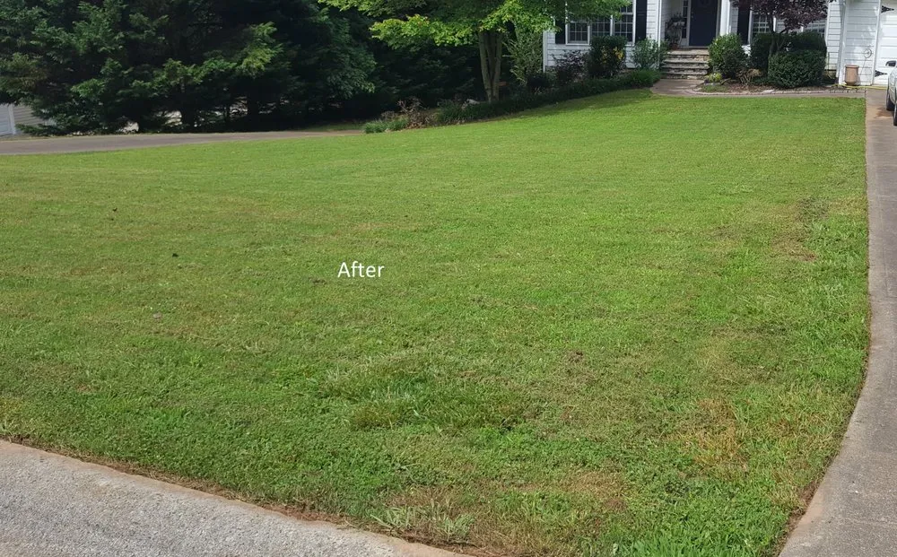 Trusted yard cleanup service for beautiful yards across Jasper, GA - Grasshopper Lawn Care