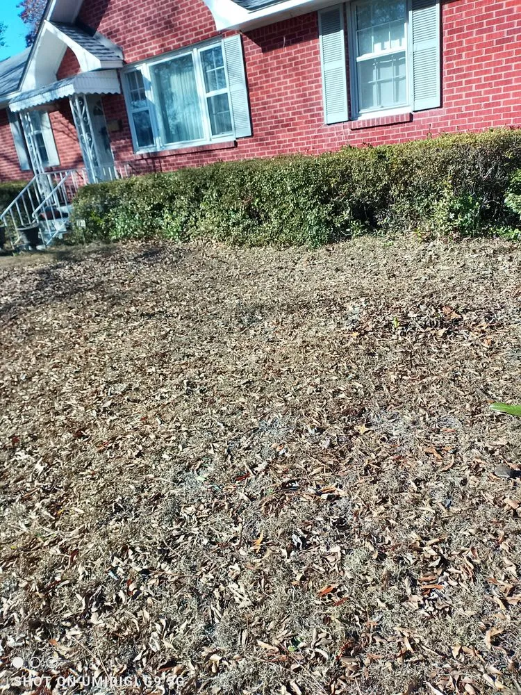 Custom lawn care service experts serving lexington, SC - Grasshopper Lawn Care Service