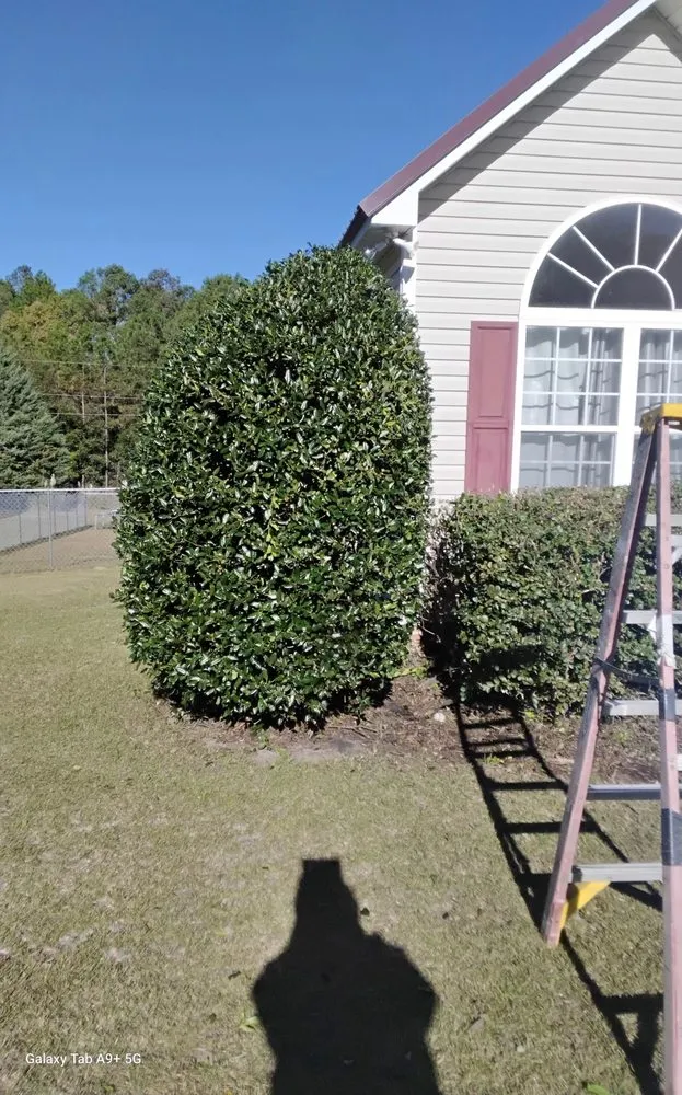 Custom yard cleanup service in lexington, SC by Grasshopper Lawn Care Service