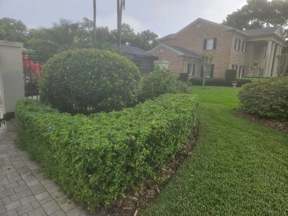Trusted yard cleanup service in Lakeland, FL - Grasshopper Lawn