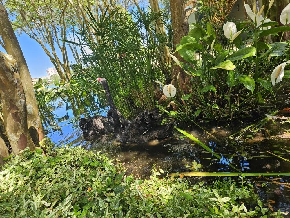 Custom lawn care service in Lakeland, FL by Grasshopper Lawn