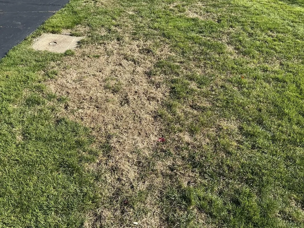 Expert yard cleanup service for homes in Larksville, PA by Grasshopper Lawns