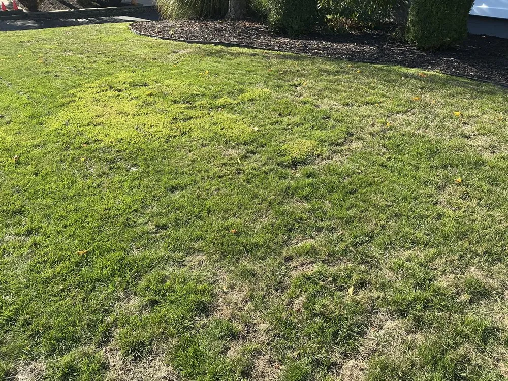 Local outdoor landscaping for homes across Larksville, PA - Grasshopper Lawns