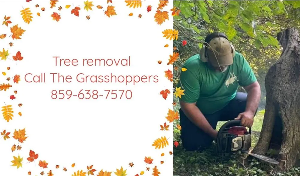 Professional yard maintenance in Newport, KY by Grasshoppers Lawn Care and Home Maintenance