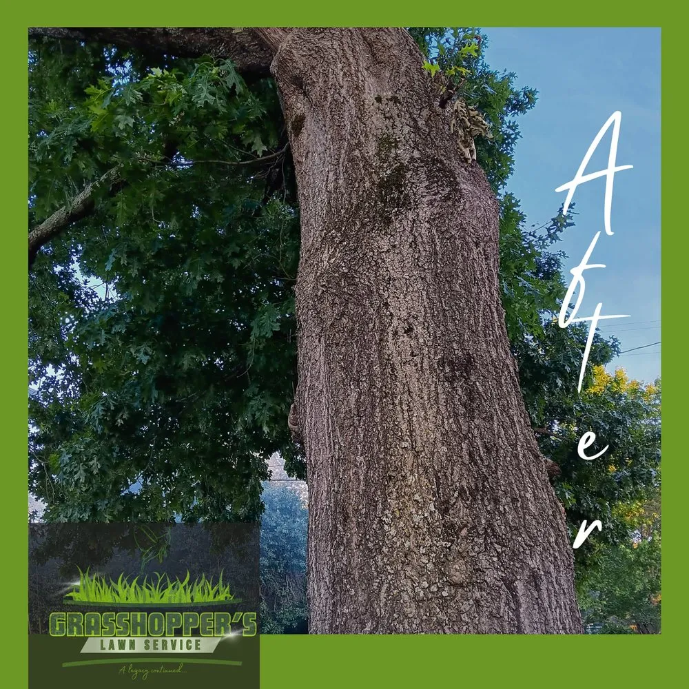 Custom yard maintenance in Arab, AL - Grasshopper’s Lawn Service