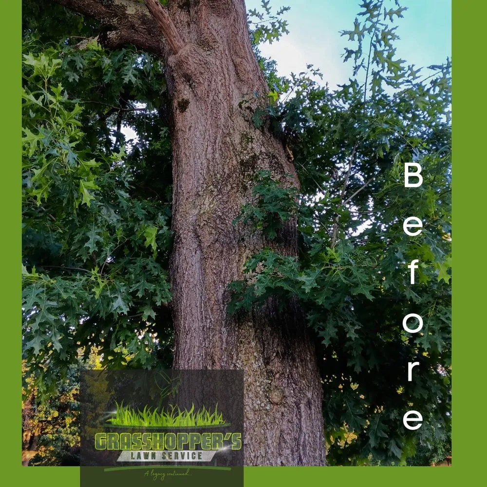 Local landscaping services in Arab, AL by Grasshopper’s Lawn Service