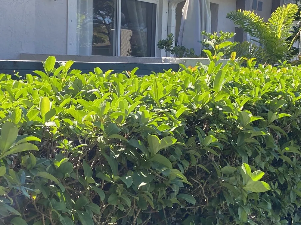 Custom outdoor landscaping in Orlando, FL by Grasshoppers