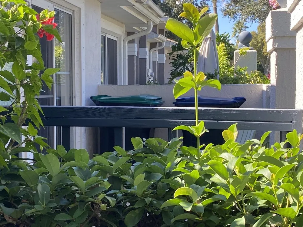 Local lawn mowing service in Orlando, FL - Grasshoppers