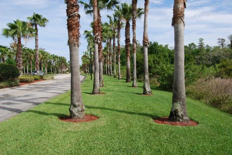 Professional lawn mowing service for beautiful yards in Orlando, FL by Grasshoppers