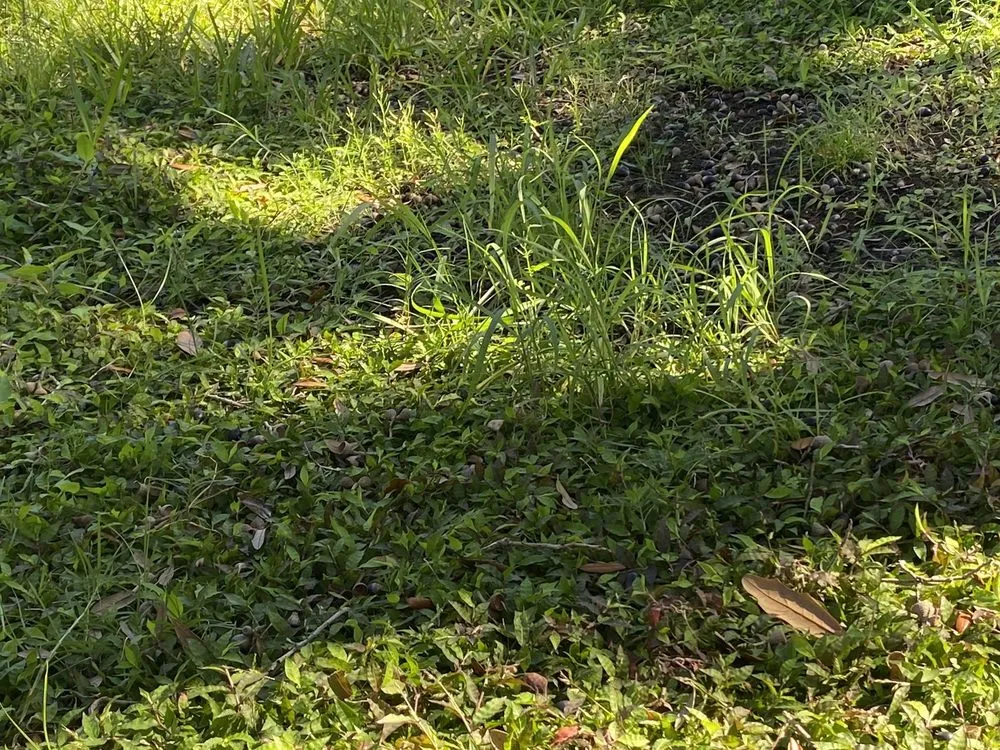 Expert landscape installation for residential properties in Orlando, FL by Grasshoppers