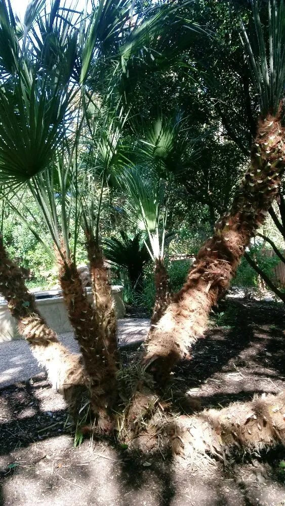 Professional yard cleanup service in Live Oak, TX by Grasshopper's Services