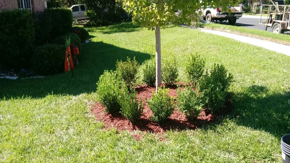 Custom lawn mowing service experts serving Live Oak, TX - Grasshopper's Services