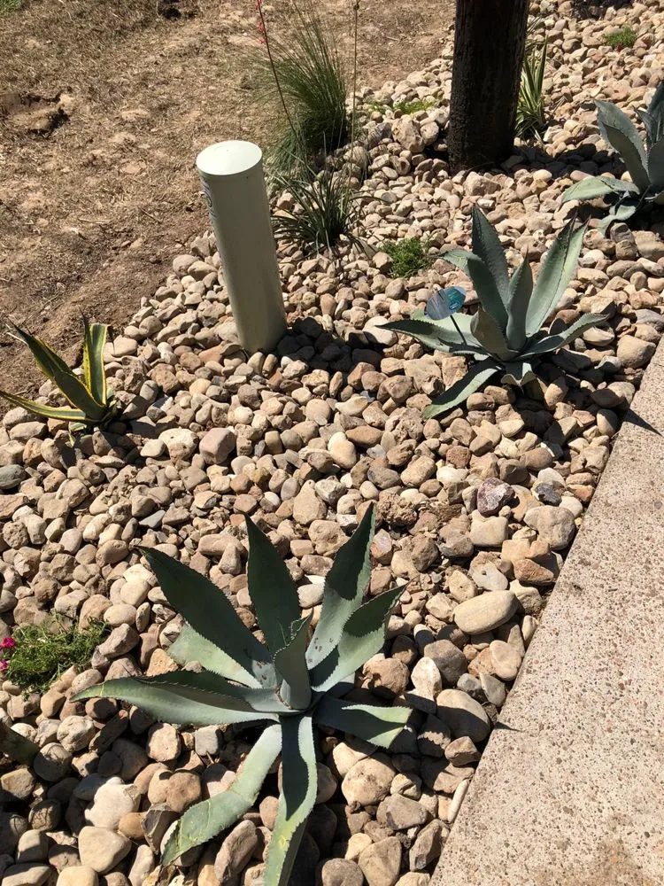 Reliable lawn mowing service in Tomball, TX - Grasshoppers Tree Cut