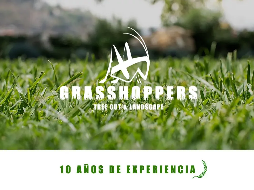 Affordable lawn care service experts serving Tomball, TX - Grasshoppers Tree Cut