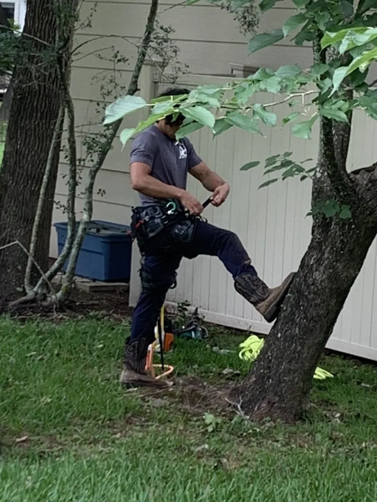 Top-rated outdoor landscaping in Tomball, TX - Grasshoppers Tree Cut