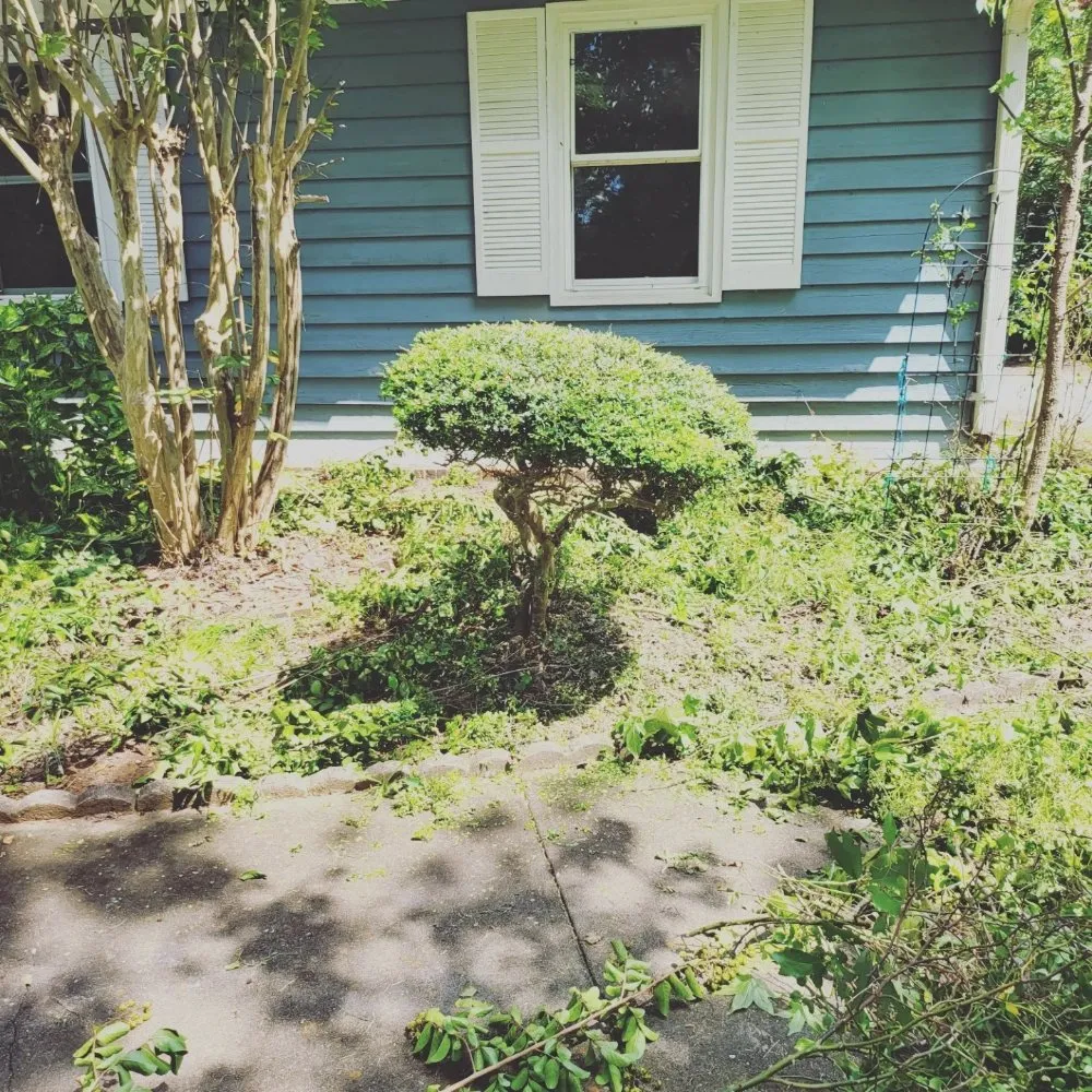 Local residential landscaping for residential properties across Ball Ground, GA - Grasskings