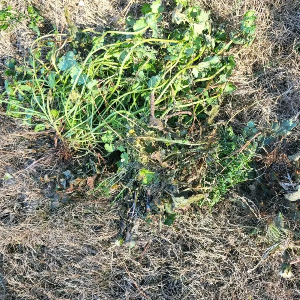 Trusted lawn care service for beautiful yards across Ball Ground, GA - Grasskings