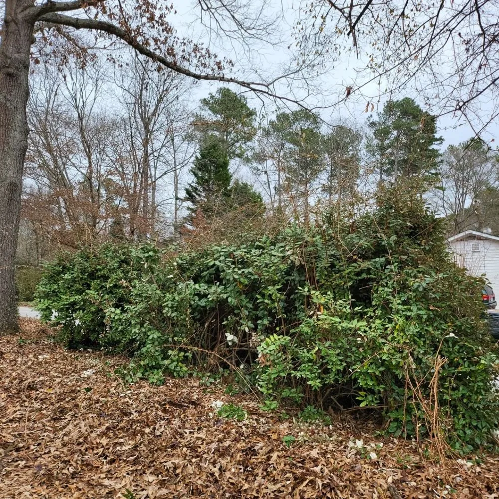 Expert yard maintenance for residential properties in Ball Ground, GA by Grasskings