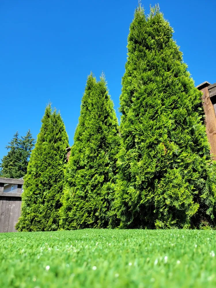 Expert lawn care service with custom design across Renton, WA - GrassLand- Synthetic Turf