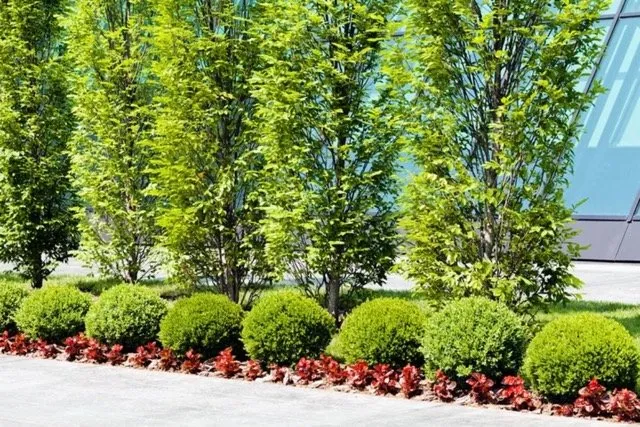 Top-rated yard cleanup service for outdoor upgrades across Fort Worth, TX - Grasslands Lawn Care