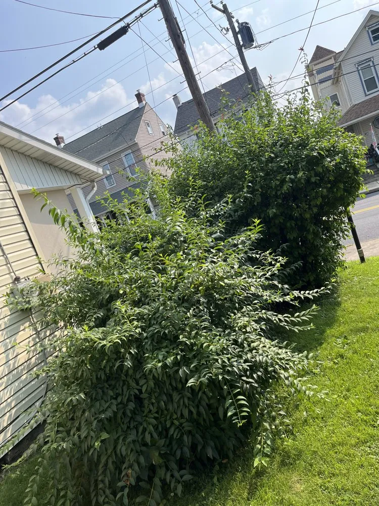 Affordable landscape installation for outdoor upgrades in Whitehall, PA by Grassmasters