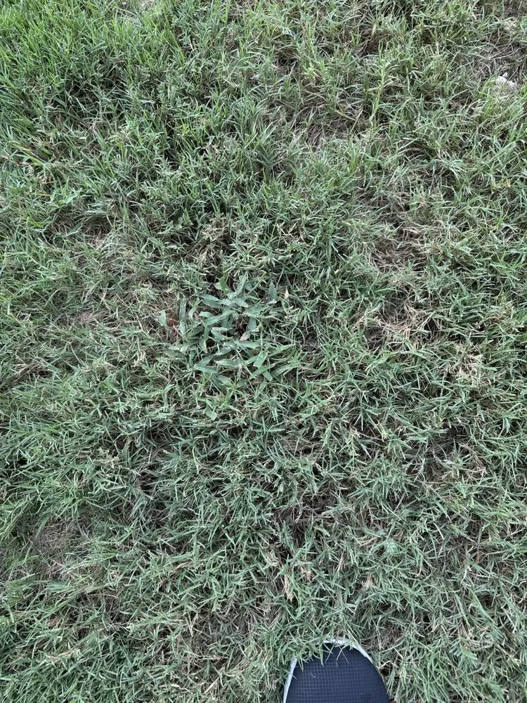 Reliable yard cleanup service in Lewisville, TX - Grassperson Lawn Care & Landscape