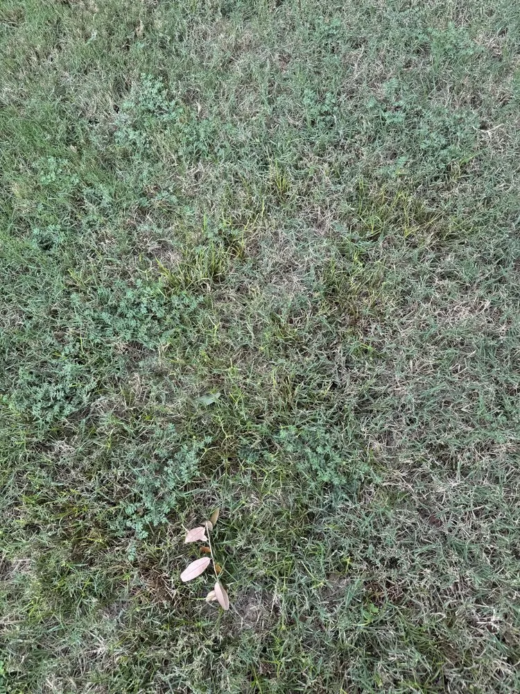 Professional landscaping services in Lewisville, TX by Grassperson Lawn Care & Landscape