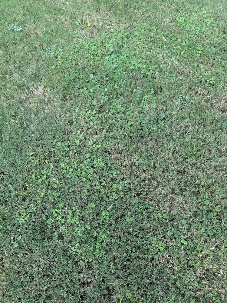 Local outdoor landscaping in Lewisville, TX by Grassperson Lawn Care & Landscape