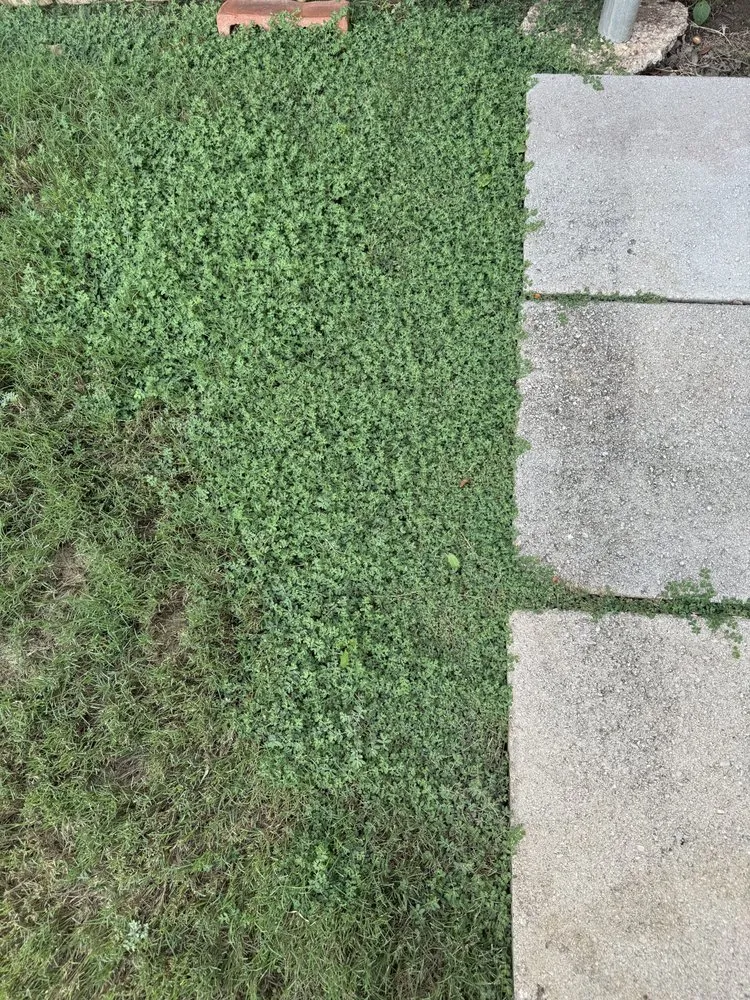 Expert yard cleanup service with custom design in Lewisville, TX by Grassperson Lawn Care & Landscape