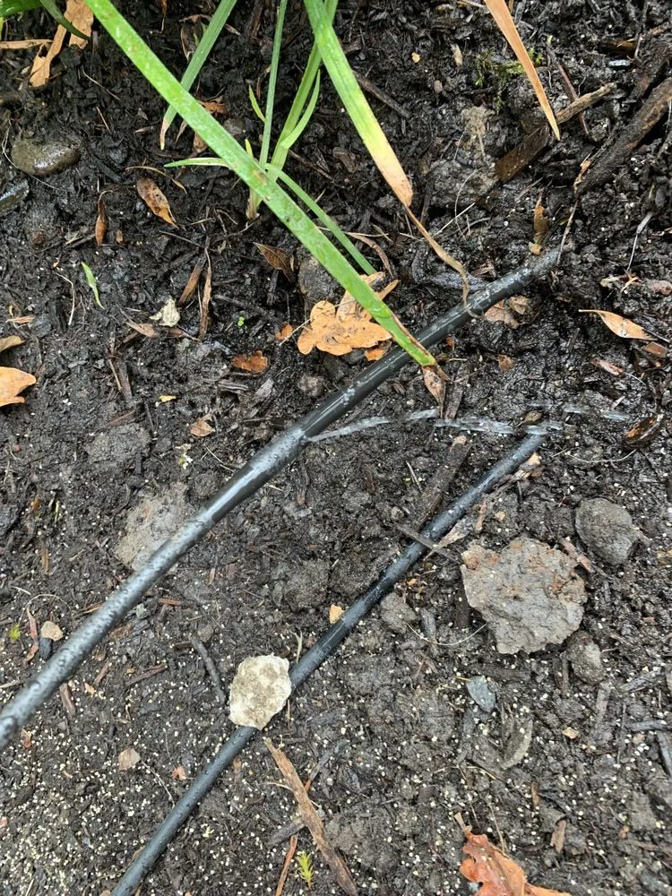 Local lawn care service in Lake Oswego, OR by Grassroots Construction