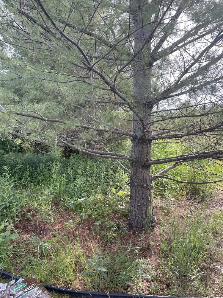 Professional yard cleanup service for homes across Medina, MN - Grassroots Landscaping