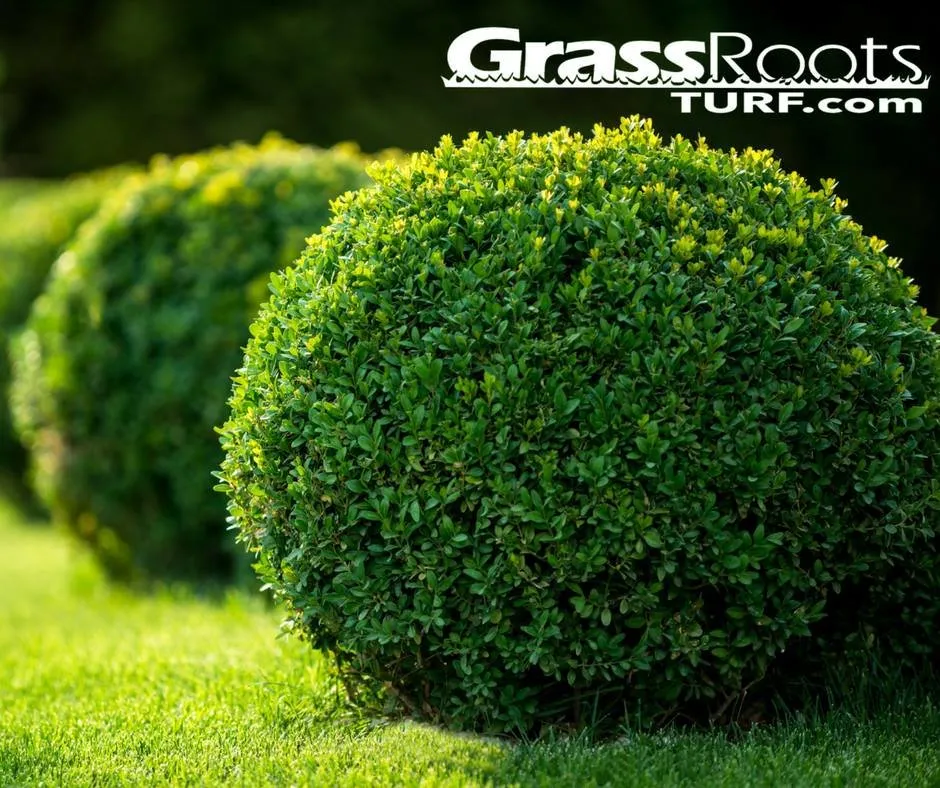 Local outdoor landscaping for beautiful yards in Dallas, GA by GrassRoots Tree & Turf Care