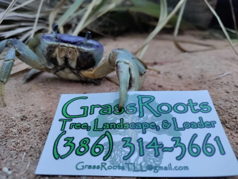 Local lawn mowing service in New Smyrna Beach, FL by Grassroots Tree, Landscape, & Loader Services