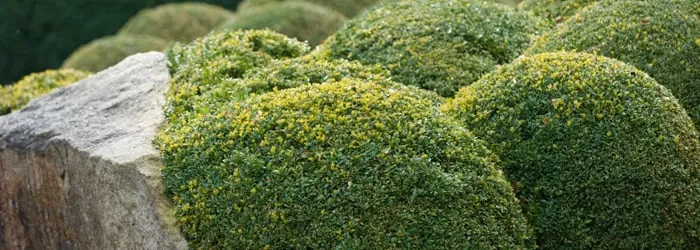 Expert landscape design in Douglasville, GA - GrassRoots Turf