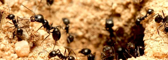 Affordable yard maintenance experts serving Douglasville, GA - GrassRoots Turf