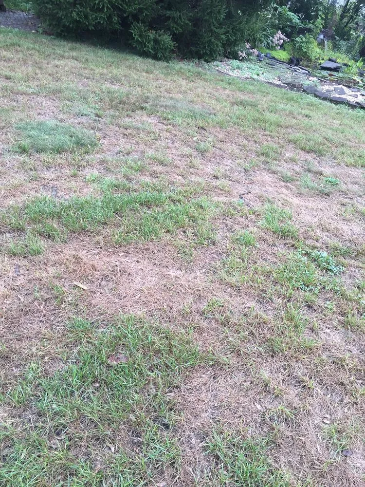 Top-rated yard cleanup service for residential properties in Hummelstown, PA by Grassworks