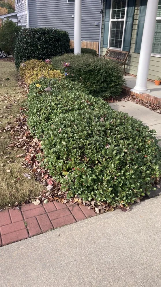 Top-rated yard cleanup service in Knightdale, NC - GrassWorx Landscape Services