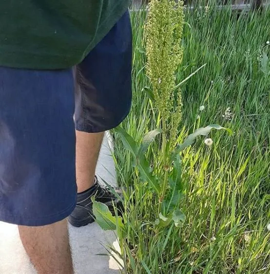 Reliable residential landscaping for beautiful yards across Colorado Springs, CO - Grassy Dream Lawn Maintenance Team