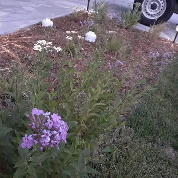 Custom landscape installation with custom design in Colorado Springs, CO by Grassy Dream Lawn Maintenance Team