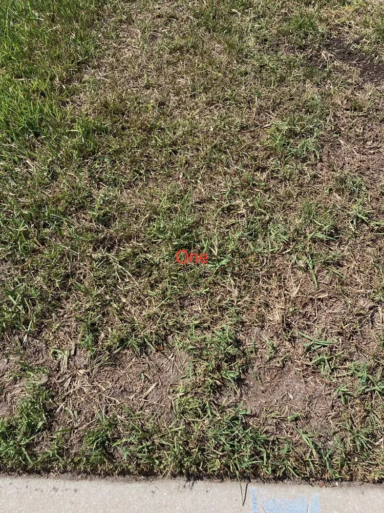 Professional residential landscaping near you in Saint Augustine, FL by Grassy Gator Lawn Care